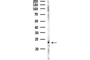 Western blot analysis of lysates from Rat liver, using RhoA Antibody at 1/1000 dilution.