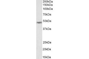 (ABIN185733) (1 μg/mL) staining of Rat KNRK cell lysate (35 μg protein in RIPA buffer). (CCM2 antibody  (Internal Region))