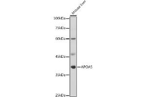 Western blot analysis of extracts of Mouse liver, using  antibody (ABIN3015484, ABIN3015485, ABIN3015486 and ABIN6218517) at 1:1000 dilution. (APOA5 antibody  (AA 207-366))