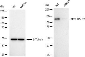 Western blotting analysis using RAD21 antibody (ABIN7800115).