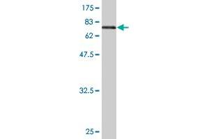 Western Blot detection against Immunogen (73. (ENO1 antibody  (AA 1-434))