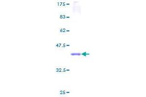 SPTLC1 Protein (AA 43-143) (GST tag)