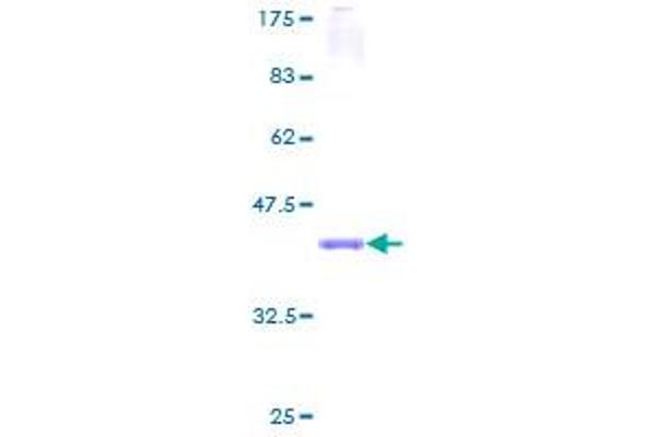 SPTLC1 Protein (AA 43-143) (GST tag)
