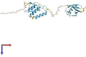 AlphaFold protein structure predicition of Human Recombinant UBTD1 Protein, UniprotID Q9HAC8 (UBTD1 Protein (AA 1-227) (His tag))