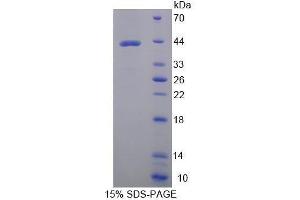 SDS-PAGE (SDS) image for Glutamic-Oxaloacetic Transaminase 2, Mitochondrial (Aspartate Aminotransferase 2) (GOT2) (AA 30-430) protein (His tag) (ABIN1078927)