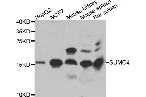 Western blot analysis of extracts of various cell lines, using SUMO4 antibody (ABIN5975591) at 1/1000 dilution. (SUMO4 antibody)