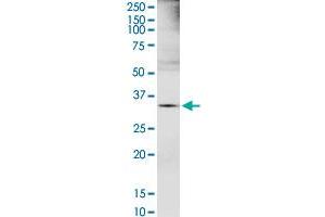 EXTL2 MaxPab rabbit polyclonal antibody. (EXTL2 antibody  (AA 39-330))
