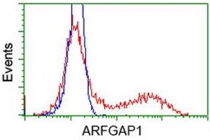 HEK293T cells transfected with either RC206987 overexpress plasmid (Red) or empty vector control plasmid (Blue) were immunostained by anti-ARFGAP1 antibody (ABIN2454349), and then analyzed by flow cytometry. (ARFGAP1 antibody)