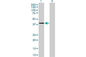 Western Blot analysis of ADH1C expression in transfected 293T cell line by ADH1C MaxPab polyclonal antibody. (ADH1C antibody  (AA 1-375))