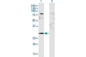 Western Blot analysis of GSTM5 expression in transfected 293T cell line by GSTM5 MaxPab polyclonal antibody. (GSTM5 antibody  (AA 1-218))