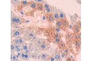 IHC-P analysis of Mouse Tissue, with DAB staining. (MT-ND1 antibody  (AA 122-171))