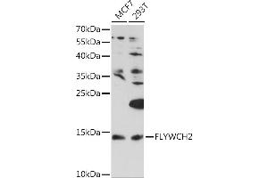 Western blot analysis of extracts of various cell lines, using FLYWCH2 Rabbit pAb (ABIN7267220) at 1:1000 dilution. (FLYWCH2 antibody  (AA 51-140))