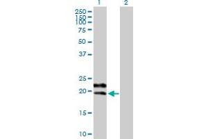 Western Blot analysis of GYPC expression in transfected 293T cell line by GYPC MaxPab polyclonal antibody. (CD236/GYPC antibody  (AA 1-128))