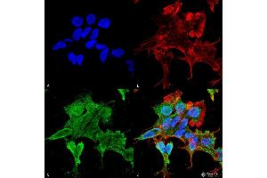 Immunocytochemistry/Immunofluorescence analysis using Mouse Anti-Alpha-2C Adrenergic Receptor Monoclonal Antibody, Clone S330A-80 . (ADRA2C antibody  (AA 442-462) (APC))