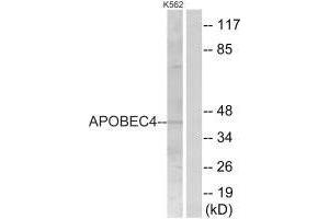 Western blot analysis of extracts from K562 cells, using APOBEC4 antibody. (APOBEC4 antibody)