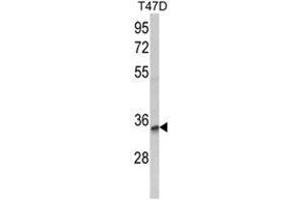 Western blot analysis of TSPAN12 Antibody (C-term) in T47D cell line lysates (35ug/lane).