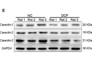 Western Blotting (WB) image for anti-Caveolin 2 (CAV2) (N-Term) antibody (ABIN2856589)