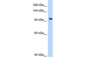 Western Blotting (WB) image for anti-Splicing Factor 3a, Subunit 1 (SF3A1) antibody (ABIN2462195) (SF3A1 antibody)