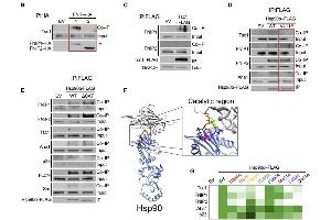 Hsp90 catalytic loop facilitates binding of Tsc1 and FNIPs co-chaperones: (B) FNIP1-HA, FNIP2-HA, or empty vector (EV; control) was immunoprecipitated from HEK293 cells. (FNIP1 antibody  (Internal Region))