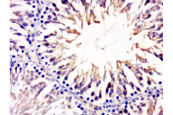 CCDC54 antibody  (AA 221-328)