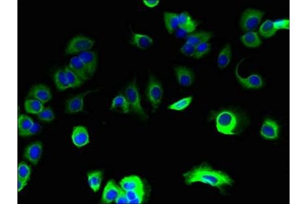 SPCS1 antibody  (AA 70-102)