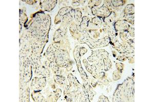 Immunohistochemistry (IHC) image for anti-Translocase of Outer Mitochondrial Membrane 40 Homolog (TOMM40) antibody (ABIN1875158) (TOMM40 antibody)