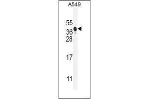 NIX Antibody (Center) (ABIN655731 and ABIN2845178) western blot analysis in A549 cell line lysates (35 μg/lane). (BNIP3L/NIX antibody  (AA 52-81))