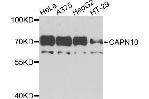 Western blot analysis of extracts of various cell lines, using CAPN10 antibody. (CAPN10 antibody)