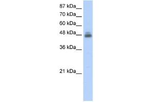 WB Suggested Anti-RBMS1 Antibody Titration:  2. (RBMS1 antibody  (C-Term))
