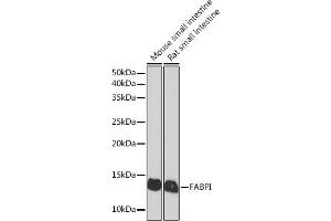Western blot analysis of extracts of various cell lines, using FABPI Rabbit mAb (ABIN7267151) at 1:1000 dilution. (FABP2 antibody)