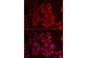 Immunofluorescence analysis of U2OS cell using XCL1 antibody. (XCL1 antibody)