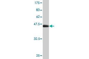 Western Blot detection against Immunogen (45. (Glucagon antibody  (AA 1-180))