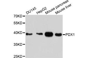 Western blot analysis of extracts of various cell lines, using PDX1 antibody. (PDX1 antibody)