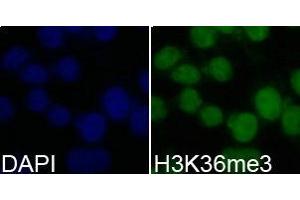 Immunofluorescence analysis of 293T cell using H3K36me3 antibody. (Histone 3 antibody  (H3K36me3))