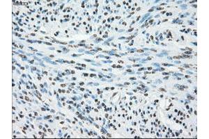 Image no. 9 for anti-P450 (Cytochrome) Oxidoreductase (POR) antibody (ABIN1497746) (POR antibody)