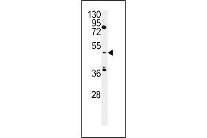 MIST Antibody (Center) (ABIN657864 and ABIN2846820) western blot analysis in HepG2 cell line lysates (35 μg/lane). (CLNK antibody  (AA 281-308))