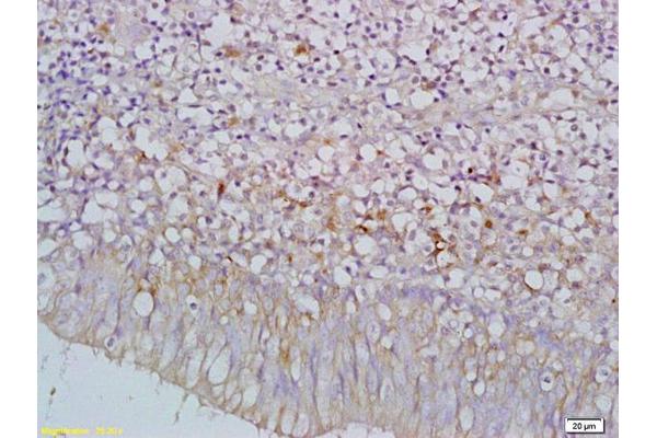 TMEM8B antibody  (AA 21-120)