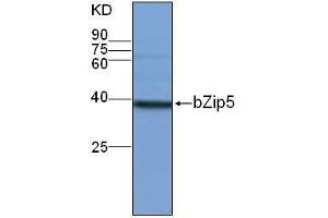 Western Blotting (WB) image for anti-Basic Leucine-Zipper 5 (BZIP5) antibody (ABIN1854591) (bZip5 antibody)