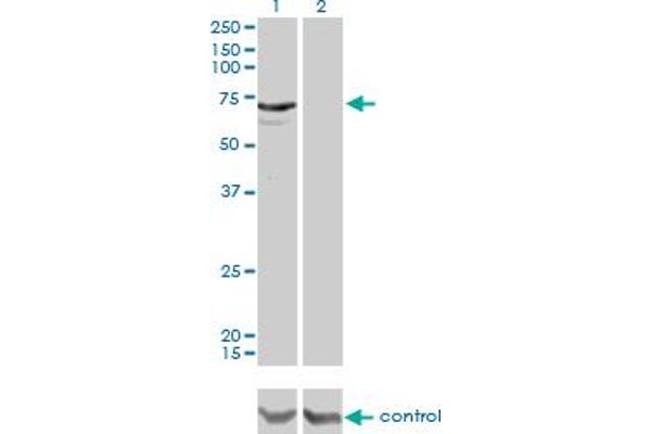 MYLK2 antibody  (AA 161-260)