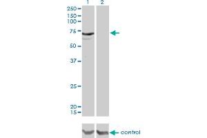 Western blot analysis of MYLK2 over-expressed 293 cell line, cotransfected with MYLK2 Validated Chimera RNAi (Lane 2) or non-transfected control (Lane 1). (MYLK2 antibody  (AA 161-260))