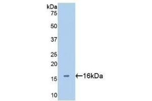 Detection of Recombinant GAL2, Human using Polyclonal Antibody to Galectin 2 (GAL2) (Galectin 2 antibody  (AA 1-132))