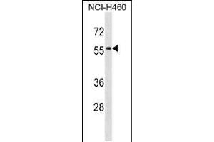 Western blot analysis in NCI-H460 cell line lysates (35ug/lane). (SIGLEC5 antibody  (N-Term))