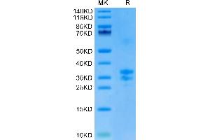 Biotinylated Mouse TNFSF15 on Tris-Bis PAGE under reduced condition. (TNFSF15 Protein (AA 61-252) (His-Avi Tag,Biotin))