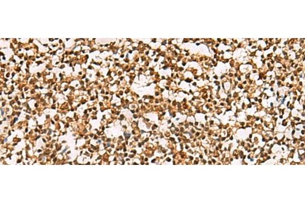 PHF5A antibody