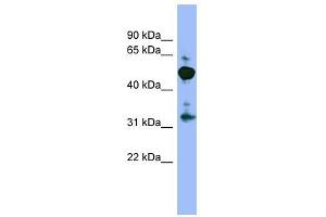 MPP2 antibody used at 1 ug/ml to detect target protein.