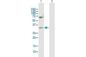 Western Blot analysis of SNF8 expression in transfected 293T cell line by SNF8 MaxPab polyclonal antibody.