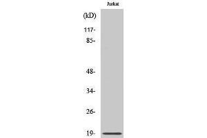 Western Blotting (WB) image for anti-Chromosome 6 Open Reading Frame 108 (C6orf108) (N-Term) antibody (ABIN3186716) (RCL antibody  (N-Term))