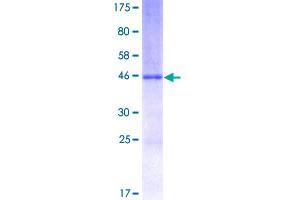 Cathelicidin Protein (AA 1-170) (GST tag)