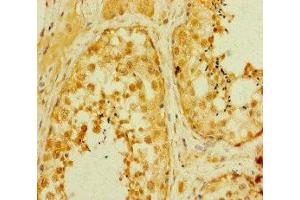 Immunohistochemistry of paraffin-embedded human testis tissue using ABIN7160228 at dilution of 1:100 (SMAD2 antibody  (AA 2-467))