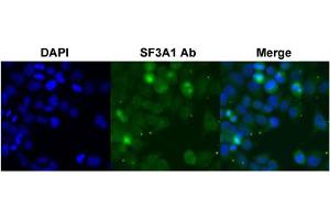 Immunofluorescent staining of HeLa cell with SF3A1 polyclonal antibody  under 4 ug/mL working concentration. (SF3A1 antibody  (AA 121-170))
